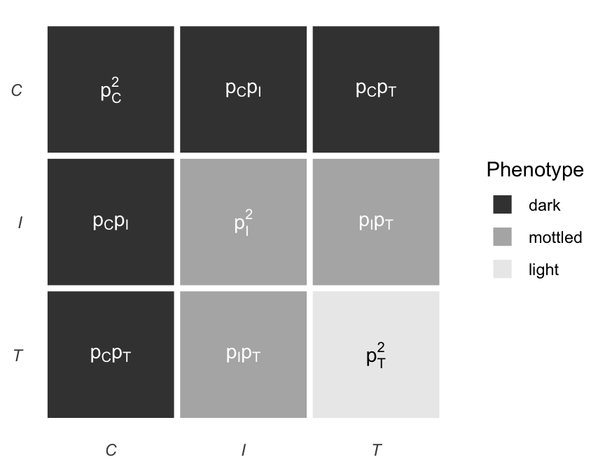 Hardy--Weinberg probabilities for the nine ordered allele pairs, colored by the resulting phenotype. The partition into dark, mottled, and light cells is the collapsing map $M$, and summing the probabilities inside each color region gives the corresponding component of $M(p)$.