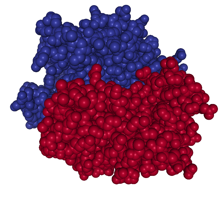 The 3D structure of the atoms constituting the protein 1HMP. The colors indicate the two different chains.