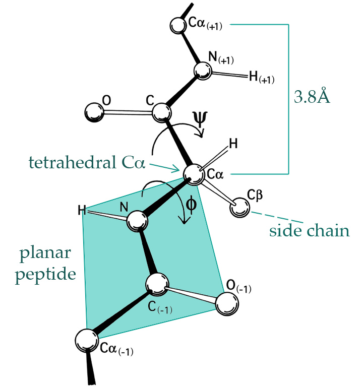 The 3D structure of proteins is largely given by the \(\phi\)- and \(\psi\)-angles of the peptide planes. (By Dcrjsr, CC BY 3.0 via Wikimedia Commons.)