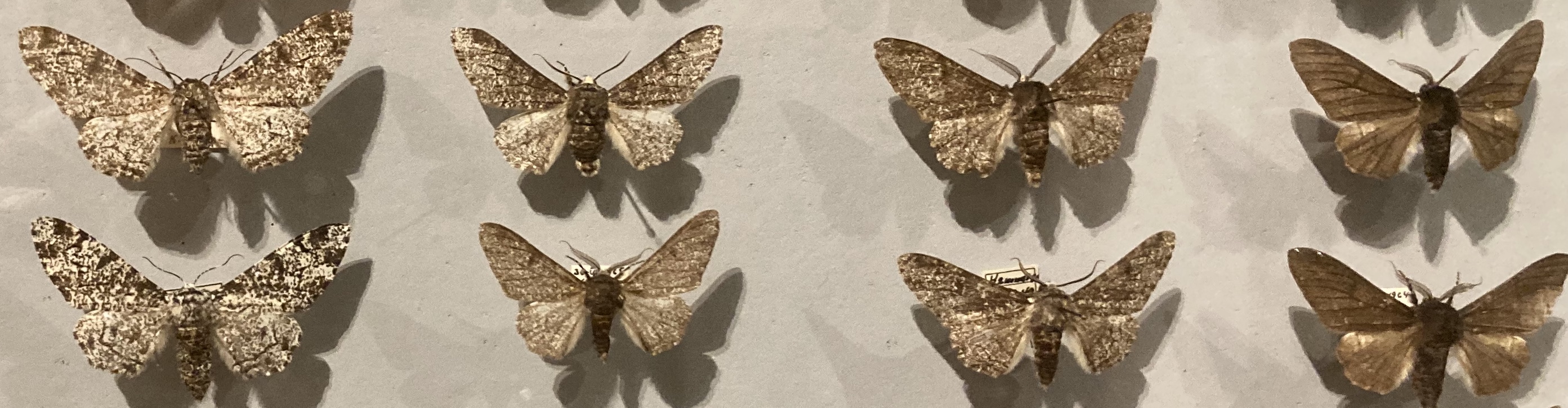 Examples of the color variation of the peppered moth.